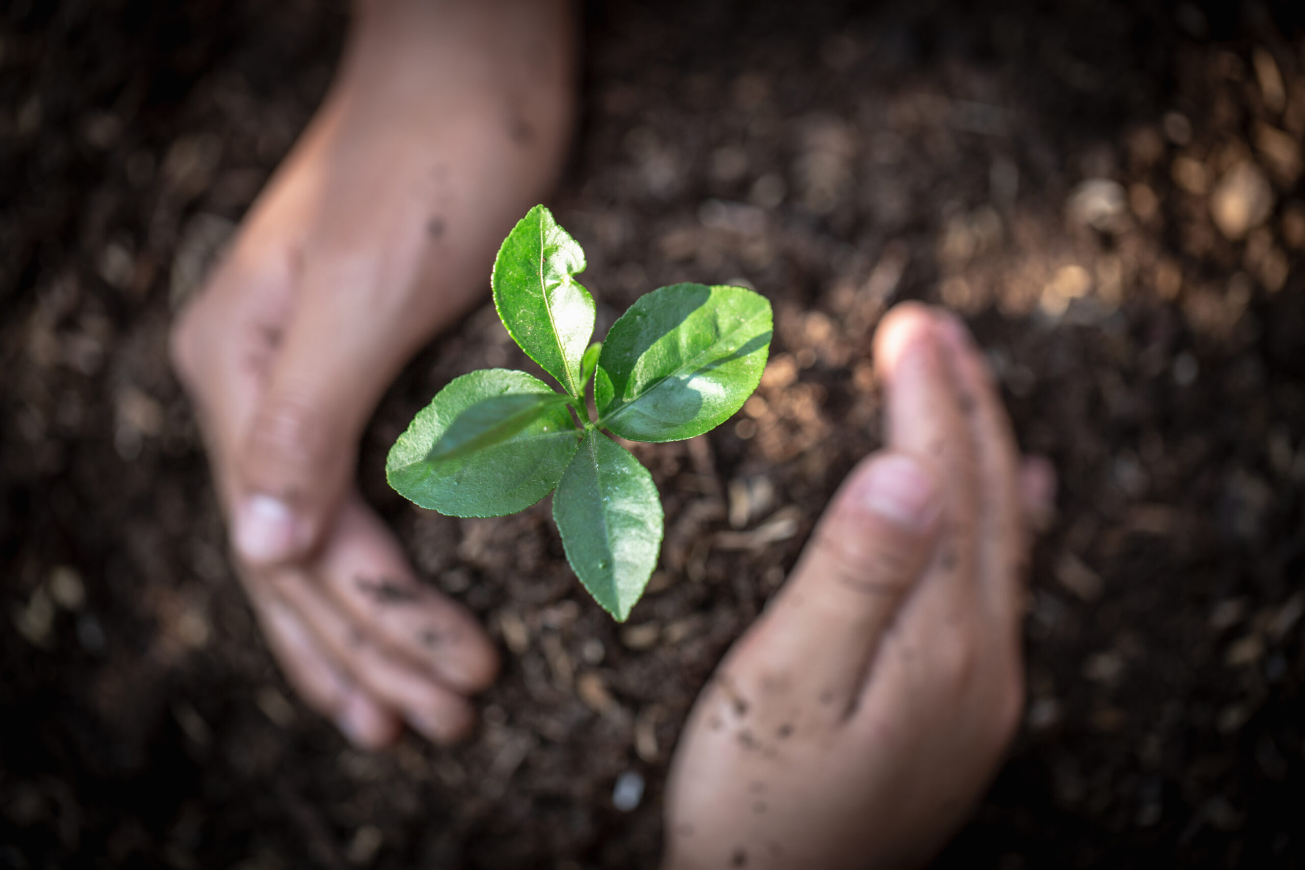 Sustainability Report 2024
